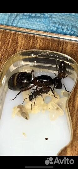 Муравьи camponotus herculeanus