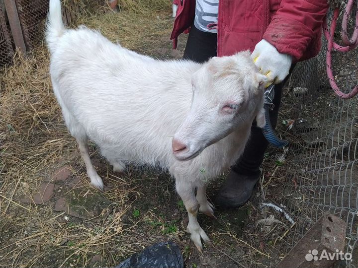 Коза на мясо