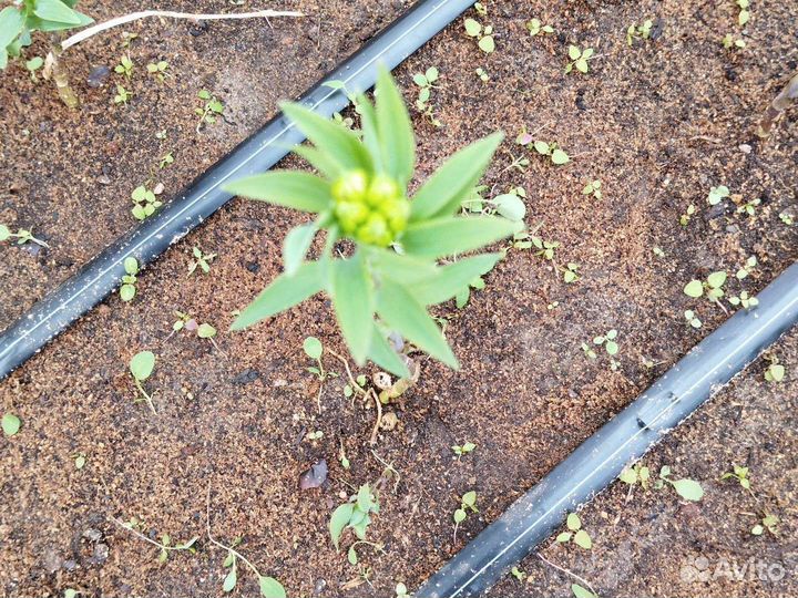 Альстромерия корни