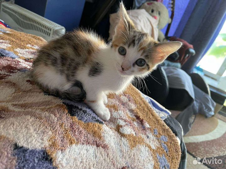 Бенгальская