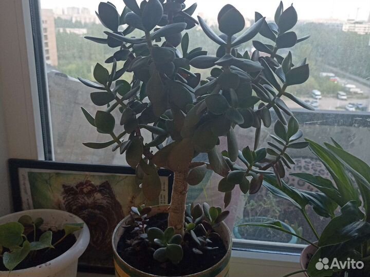 Отростки денежеого дерево