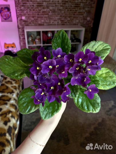 Фиалки сортовые