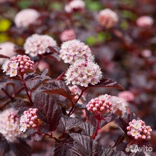 Пузыреплодник калинолистный Леди ин Ред