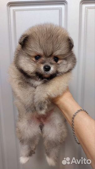 Померанский шпиц