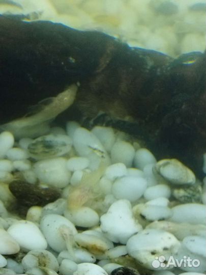 Мальки сома-анциструса 1-2см