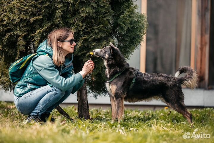 Собака в добрые руки