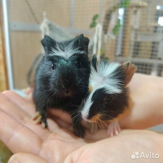 Морские свинки