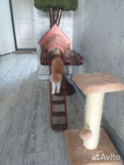 Когтеточка домик для кошки бу