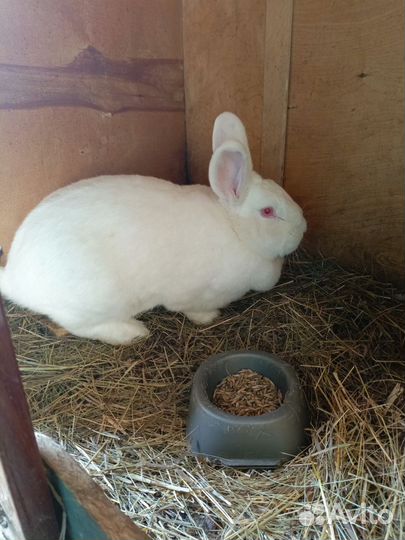 Самки кролихи
