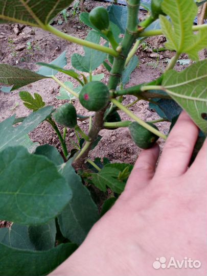 Инжир Гибрид Кадоты