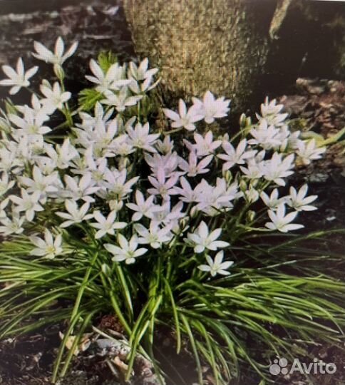 Птицемлечник