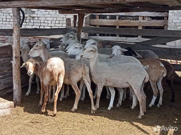 Ярки Катумские открыта бронь