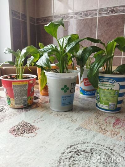 Спатифиллум.Женское счастье