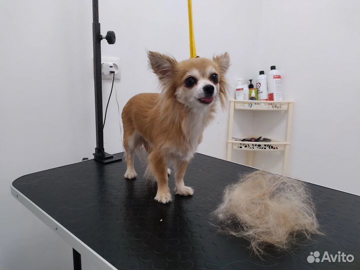 Груминг собак и кошек