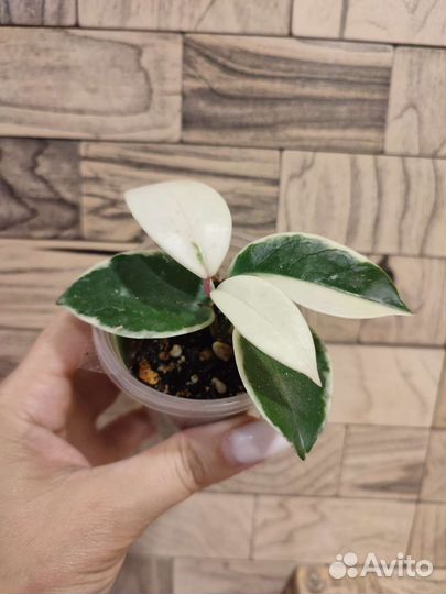 Хойя кримсон квин