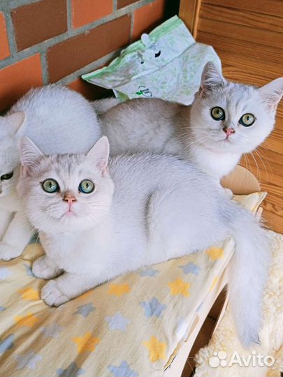 Британские котята