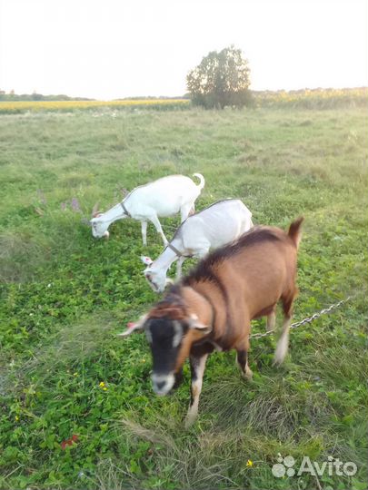 Козел вязка альпо-чех