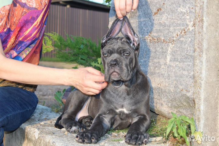 Кане Корсо щенки серые