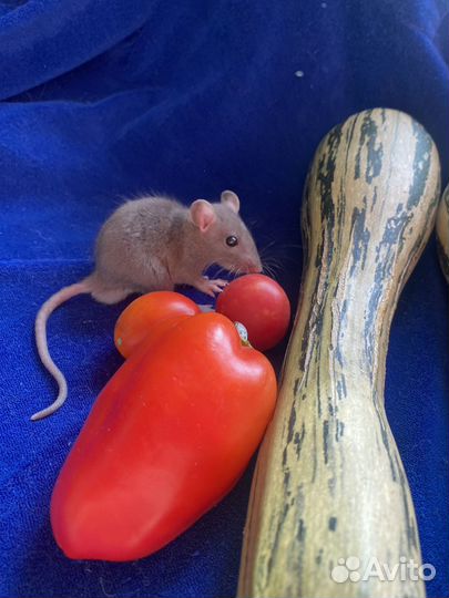 Декоративные крысы