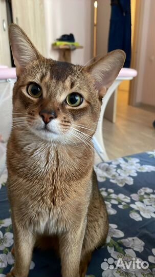 Абиссинец вязка