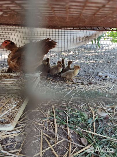 Индоутята, петухи Маран черно медный