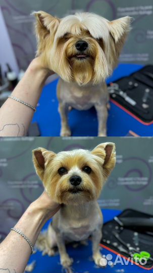 Груминг/стрижка собак