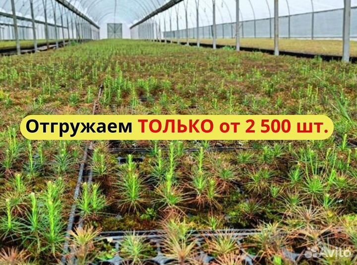 Сеянцы ели зкс опт