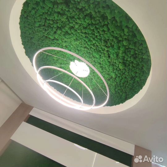 Стабилизированный мох