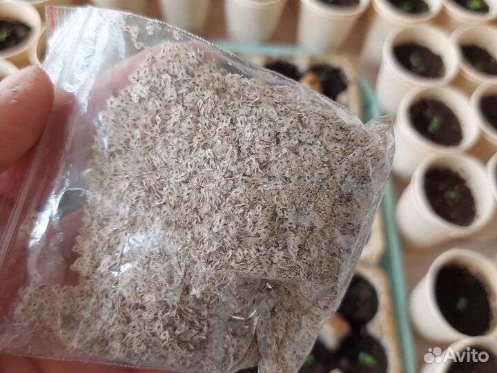 Павловния семена минус 34 градусов