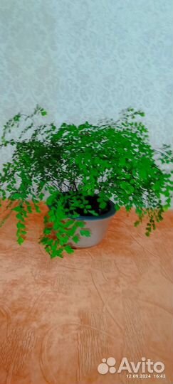 Комнатный цветы Адиантум