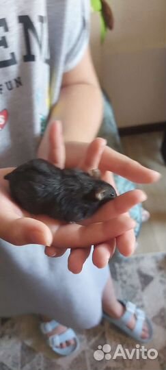 Джунгарский хомяк