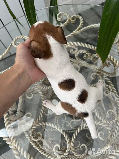 Джек Рассел терьер