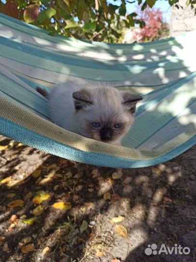 Кошечка 1,5 месяца