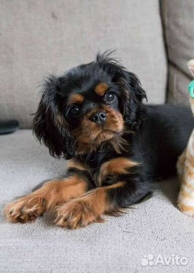 Ребятки Cavalier спаниель