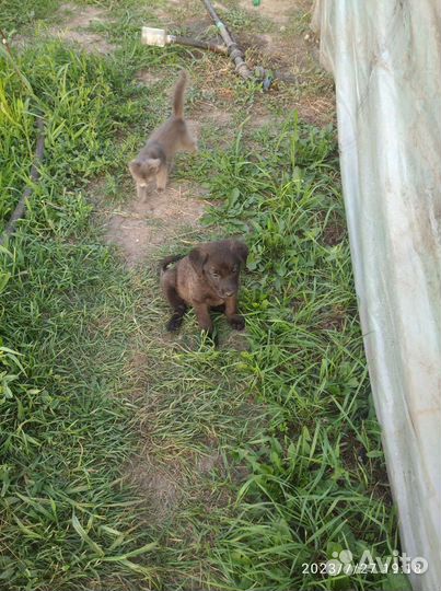 Собака в добрые руки отдам бесплатно