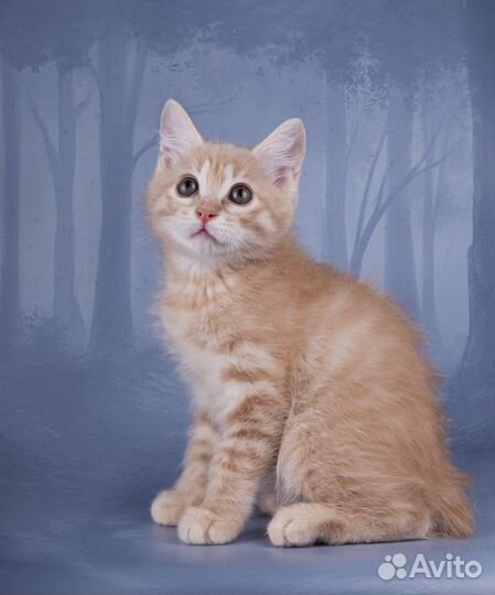 Курильский бобтейл кремовый мальчик