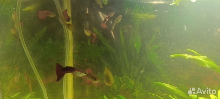 Аквариумные рыбки гуппи