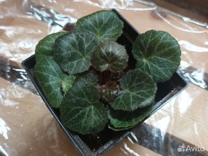 Коллекция домашних растений