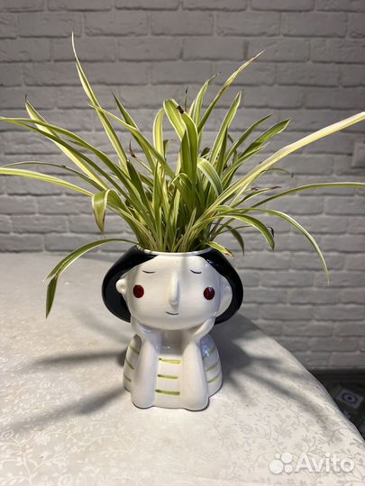 Хлорофитум