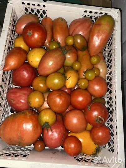 Помидоры деревенские
