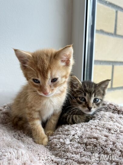 Котята ищут дом