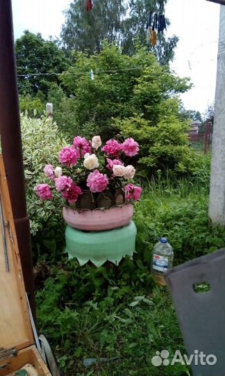 Пионы в подарок 70 х 62 /холст,масло