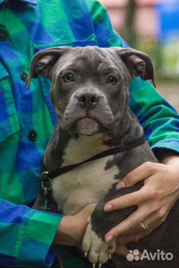 Щенки американский булли