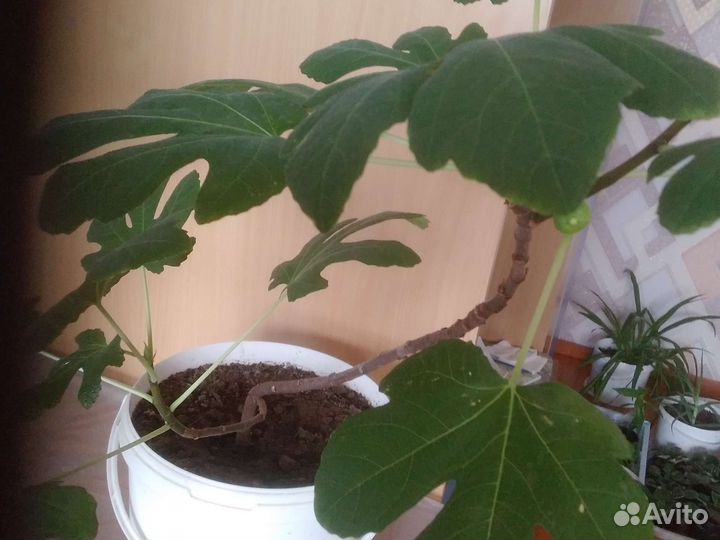 Замиокулькас и инжир