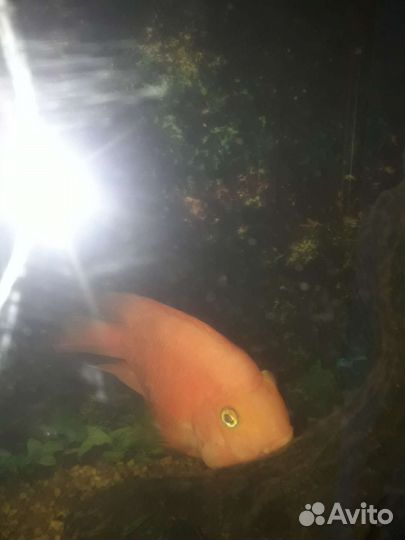 Рыба Попугай и чернополосая цихлазома