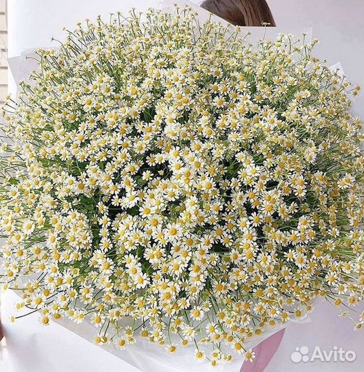 Ромашки Букет из ромашек доставка
