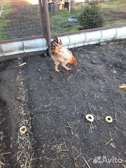 Молодые петушки