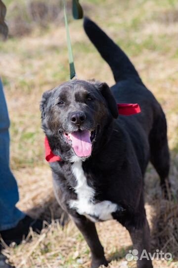 Собака в добрые руки