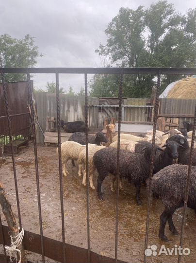 Продажа живые бараны