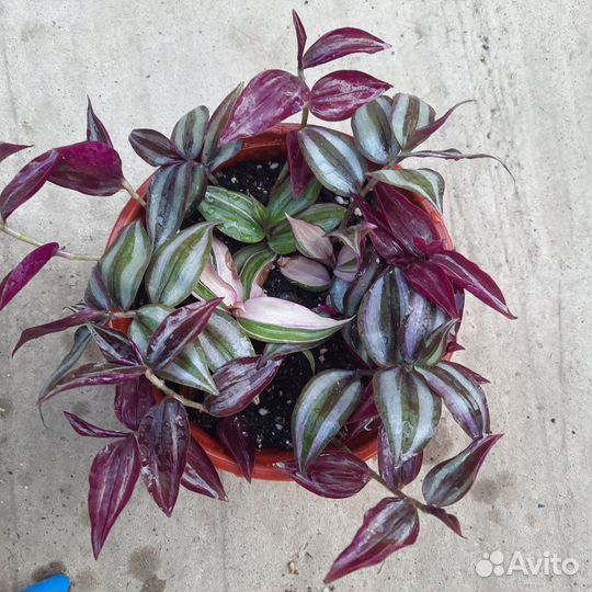 Комнатные цветы